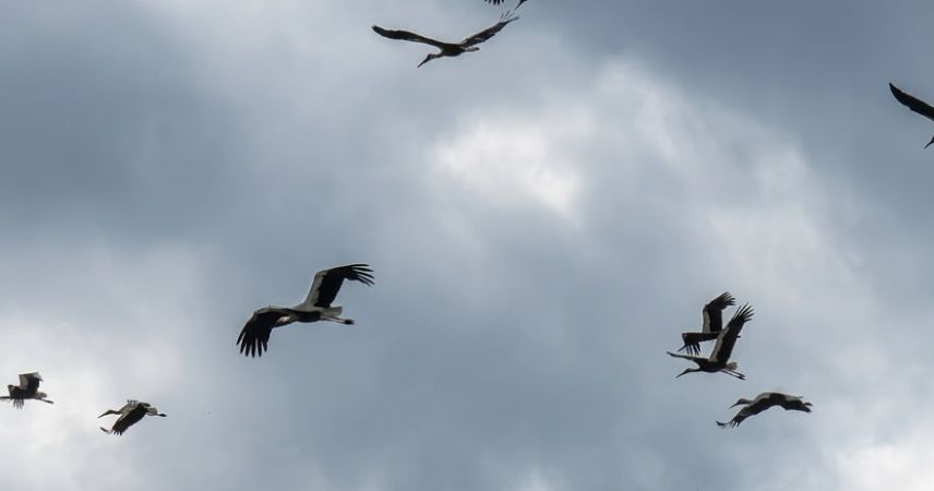 Лето – всё: сотни аистов устроили прощальный танец над полями