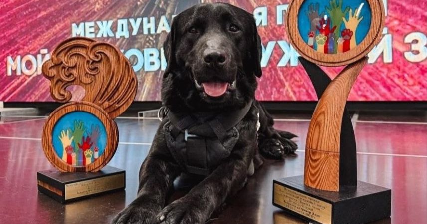 Народный любимец и серебряный призер: белорусский пес-спасатель Дарк покорил Зеленоградск