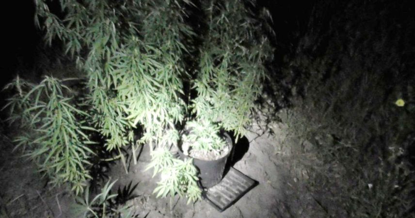 107 кустов конопли изъяли в Кобринском районе: урожай выращивали прямо на сельхозполе