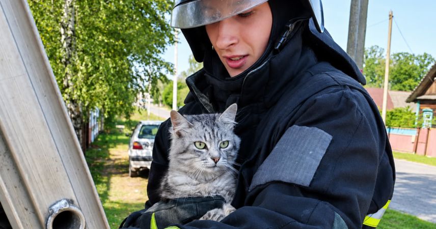 Четыре дня на высоте: сотрудники МЧС спасли кота в Горочичах