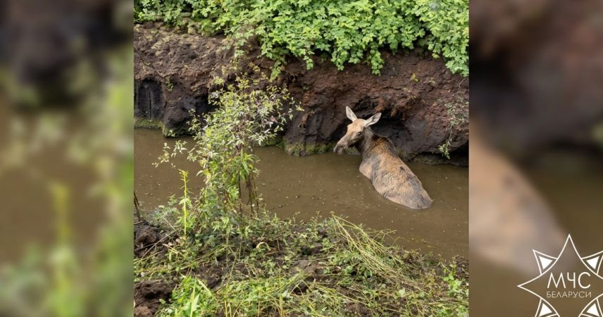 История с хэппи-эндом: спасатели МЧС вытащили из водоема лосиху и ее малыша в Замошье