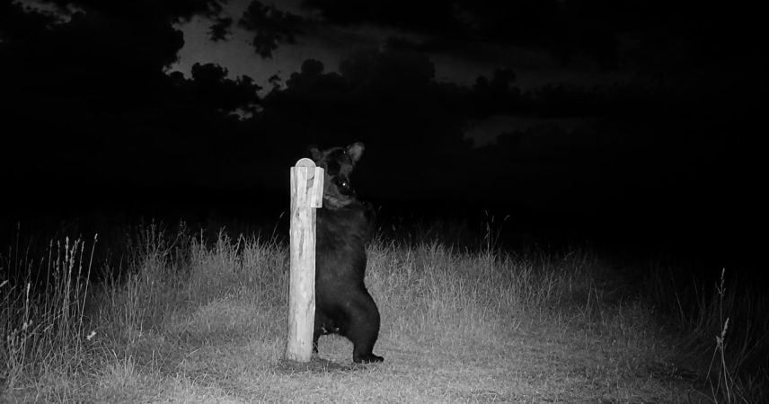 Звезда соцсетей из леса: под Добромыслью фотоловушка сняла видео с участием медведя