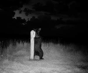 Звезда соцсетей из леса: под Добромыслью фотоловушка сняла видео с участием медведя