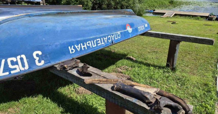 Древние кости на дне Сожа: спасатели подняли фрагменты скелетов мамонта и бизона