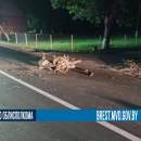 В Пинском районе бесправник на Volkswagen сбил мопедиста: 25-летний водитель в реанимации