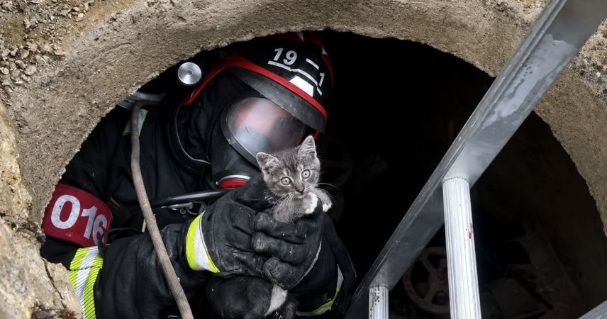 Спасенные лапки: спасатели МЧС пришли на помощь попавшим в беду питомцам