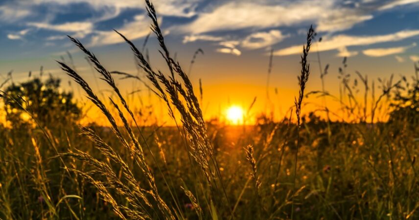 До +25°С: тепло вернется в Беларусь в выходные 14-15 июня