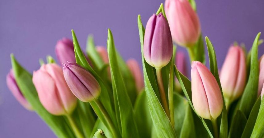 Как продлить жизнь весеннему букету?