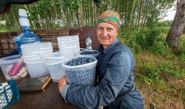 Битва за ягоду: как под Пинском спасают голубику и почему фермеры уходят в минус
