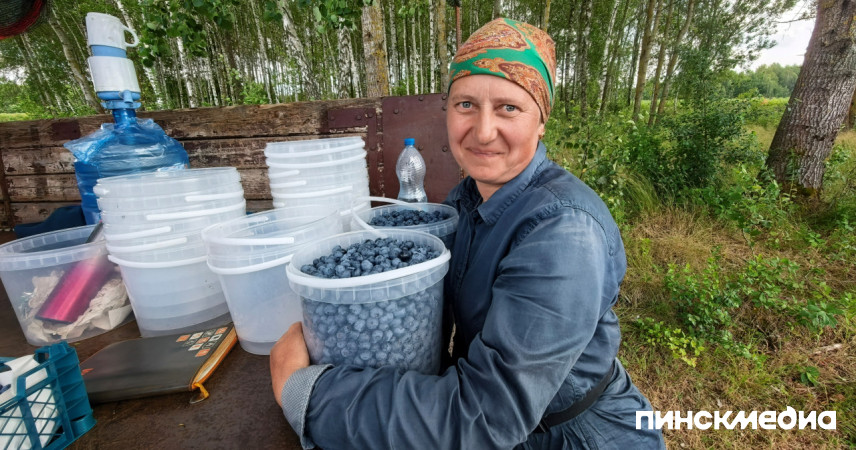 Битва за ягоду: как под Пинском спасают голубику и почему фермеры уходят в минус