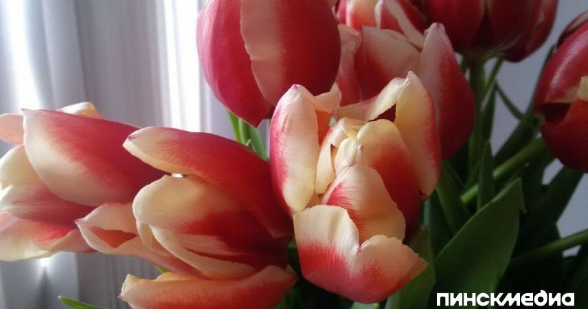 В Беларуси перед 8 Марта проверят продавцов цветов - о росте цен можно сообщить на горячую линию