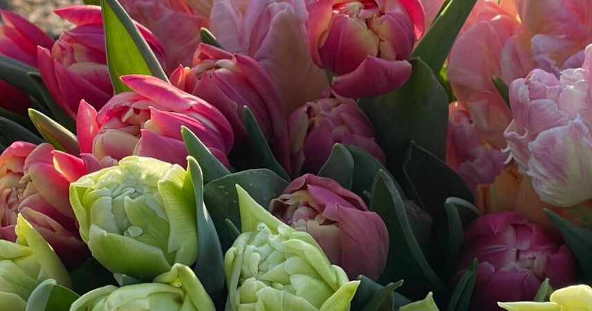 Узнали, где купить тюльпаны к 8 Марта