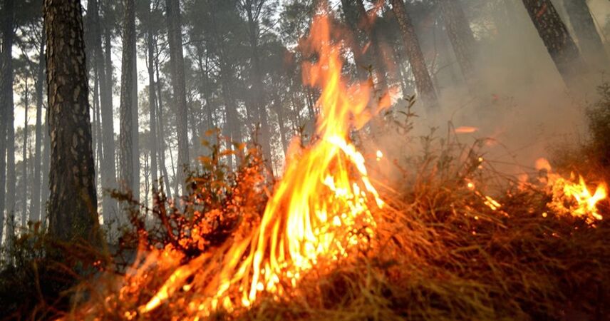 В лесах Беларуси сохраняется высокая пожароопасность