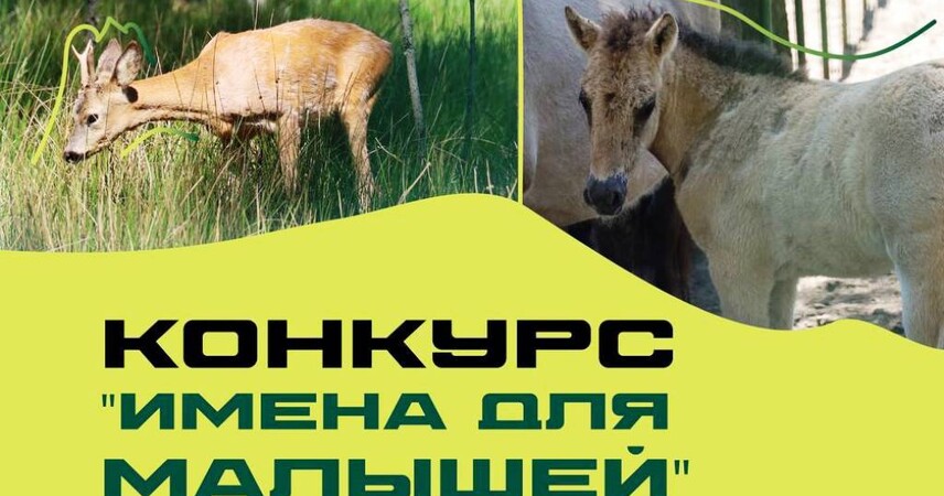 В Беловежской пуще ищут имена для новорожденных животных