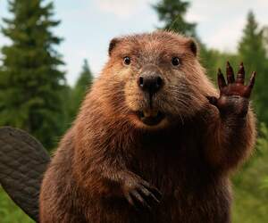 За охоту на бобра на Огинском канале задержан житель Телехан:  ущерб природе – 9 тыс. рублей