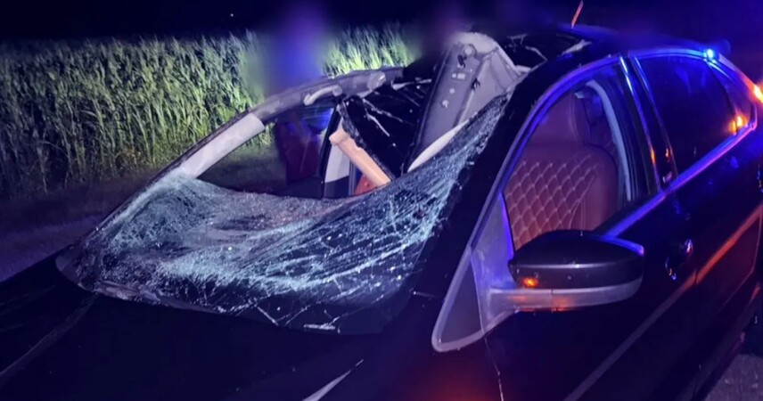 ДТП с лосем на трассе М-10: пострадал 5-летний ребенок