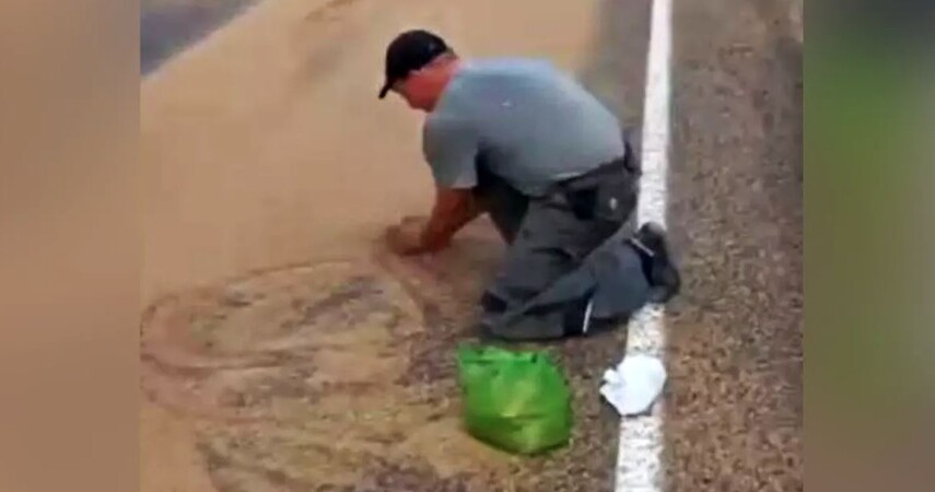 Зерно на 250 метров дороги, лайки в сети и штраф в жизни: водитель из Ганцевичей заплатил за просыпанный груз