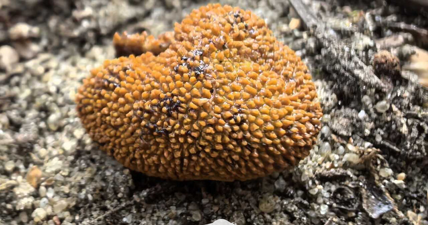 В Беловежской пуще обнаружили новый вид гриба