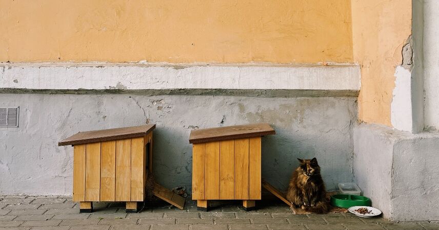 В Пинске для бездомных котов установили деревянные домики: фотофакт