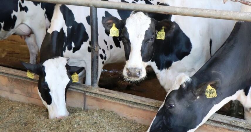 В Пинском районе готовят к сдаче новый молочно-товарный комплекс на 720 голов дойного стада