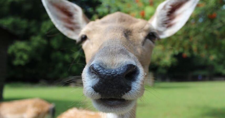 Названы опасные трассы Беларуси из-за ДТП с дикими животными