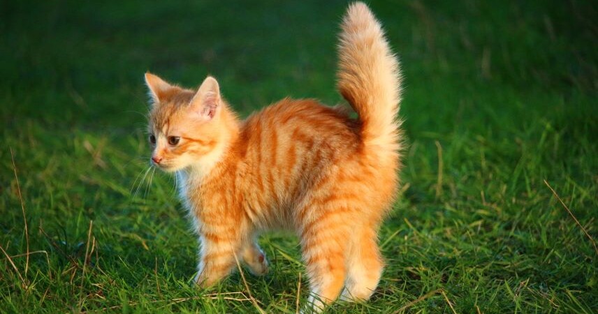 Выездные вакцинации домашних питомцев против бешенства проходят в Пинске