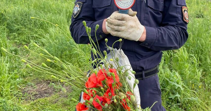 Флешмоб отменяется: в Пинске «инстаграмное» маковое поле ликвидировали за сутки