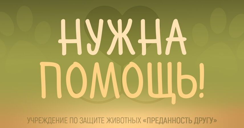 Аккаунт защиты животных в Пинске заблокирован в Instagram - финансирование лечения под угрозой