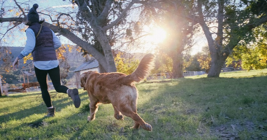 Незамедлительно убирать за питомцем: новые правила выгула собак в Беларуси хотят закрепить законодательно