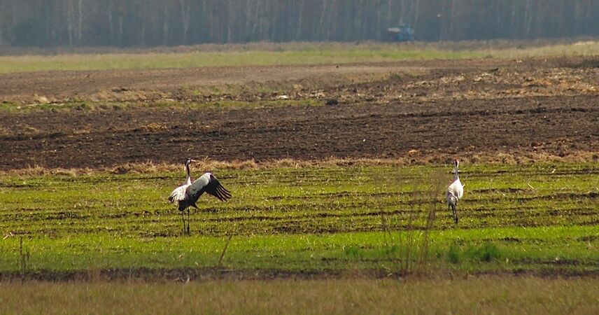 Журавли вернулись на Столинщину