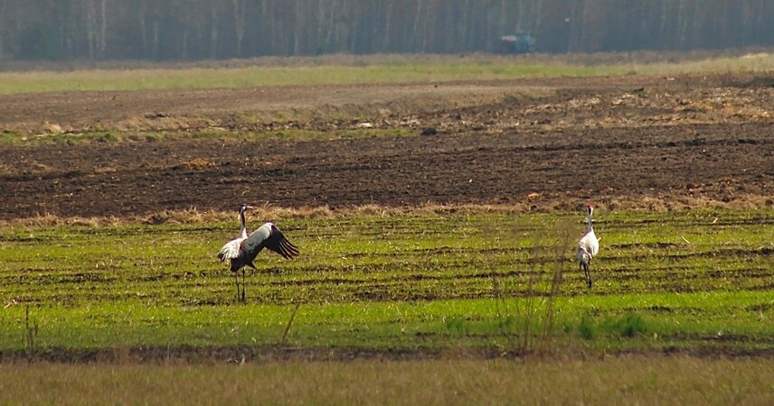 Журавли вернулись на Столинщину