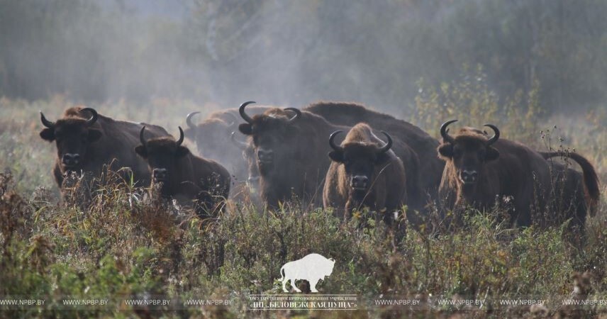 Беларусь занимает третье место в мире по численности зубров