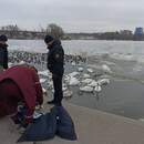 Кормила птиц, упала в воду: в Бресте пенсионерка утонула на мелководье Мухавца
