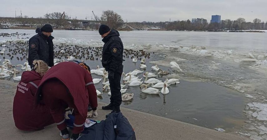 Кормила птиц, упала в воду: в Бресте пенсионерка утонула на мелководье Мухавца