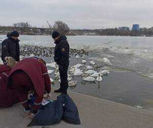 Кормила птиц, упала в воду: в Бресте пенсионерка утонула на мелководье Мухавца