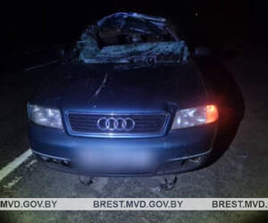 Ночное ДТП в Пинском районе: автомобиль «Audi» столкнулся с выбежавшим на дорогу лосем