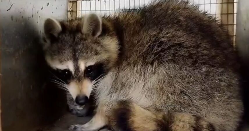 Знаменитый енот Сеня оказался девочкой - теперь ему выбирают новое имя