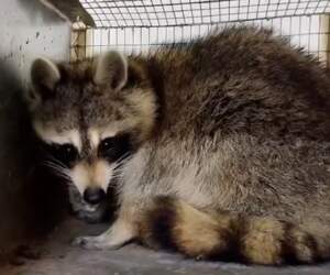 Знаменитый енот Сеня оказался девочкой - теперь ему выбирают новое имя