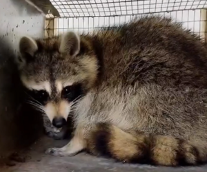 Знаменитый енот-путешественник Сеня обрел новый дом в парке «Диприз» под Барановичами