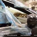 Пушистый нелегал из Америки енот Сеня успешно проходит акклиматизацию в Беларуси