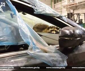 Пушистый нелегал из Америки енот Сеня успешно проходит акклиматизацию в Беларуси