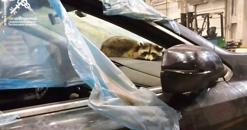 Пушистый нелегал из Америки енот Сеня успешно проходит акклиматизацию в Беларуси