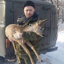 Обессиленную и замерзшую косулю спасли в Столинском районе