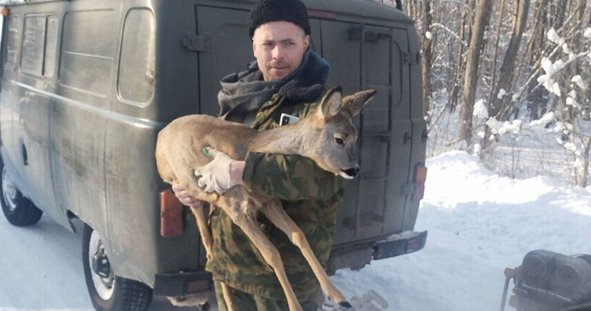 Обессиленную и замерзшую косулю спасли в Столинском районе