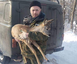Обессиленную и замерзшую косулю спасли в Столинском районе