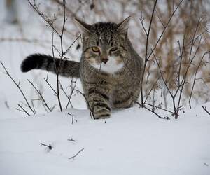 Чем опасен самовыгул: ошейник не гарантирует питомцу защиту от отлова в Беларуси