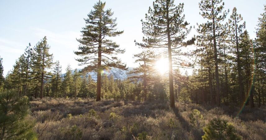 Минлесхоз приглашает белорусов к наведению порядка в лесах
