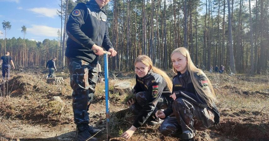 Милиция Пинска и молодежные клубы высадили 5 тысяч саженцев в Молотковичском лесничестве
