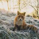 Жителей Брестчины предупредили о всплеске бешенства среди диких животных