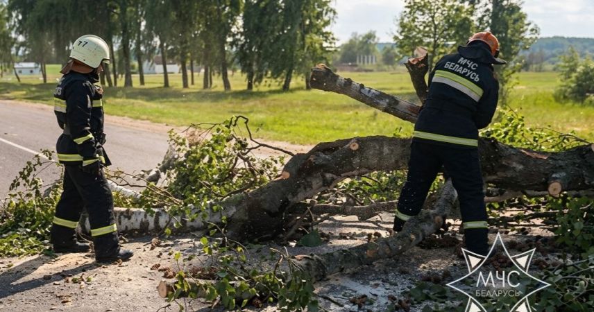 Сотни поваленных деревьев и сорванные крыши: МЧС ликвидирует последствия мощного шторма в Беларуси